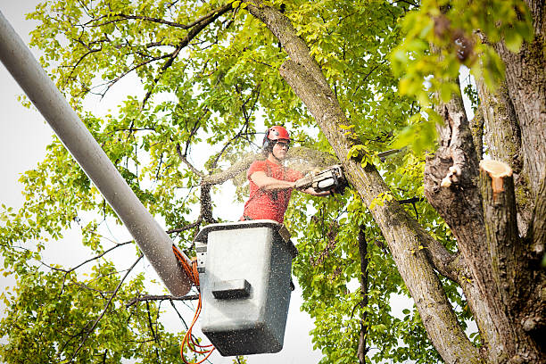 Reliable Sand Hill, PA Tree Care  Solutions